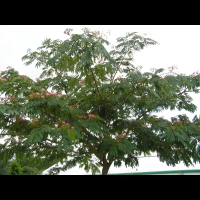 Arbre a soie - Albizia julibrissin (fam Legumineuses) (de l'Iran a la Chine) (00)